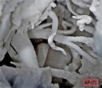 /album/galerie-photos/la-guepie-hemimorphite-8706-mod3-jpg1/